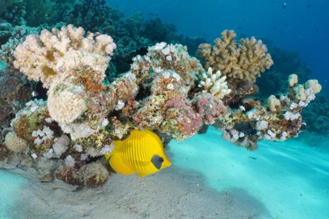 A pair of bluecheek butterflyfish