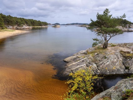 Tree at Kanelstranda