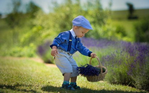 Beautiful little boy on a sunny day in a lavender field. Poland