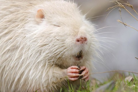 Portrait of young white albino nutria