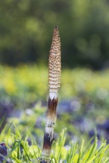 Young forest horsetail