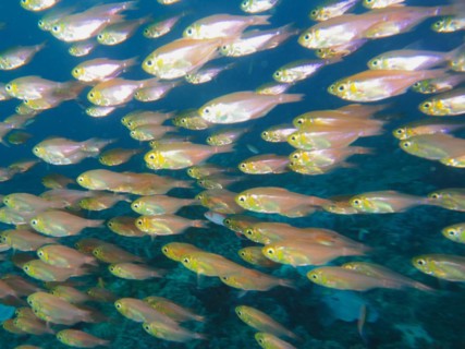 Shoal