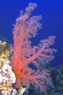 Hemprichs tree coral