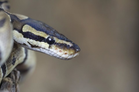 Royal python