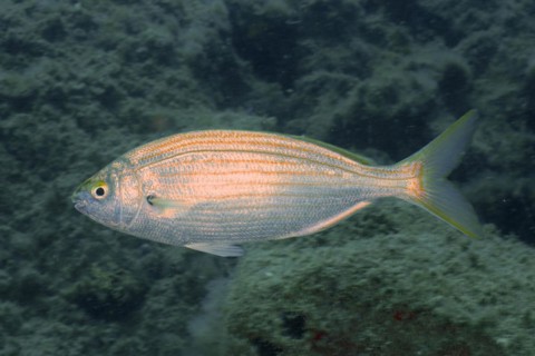 Salema porgy