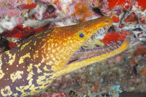 Close-up of fangtooth moray