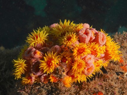 Orange cup coral