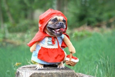 Funny French Bulldog dos dressed up as fairytale character Little Red Riding Hood with full body costumes with fake arms wearing basket in forest
