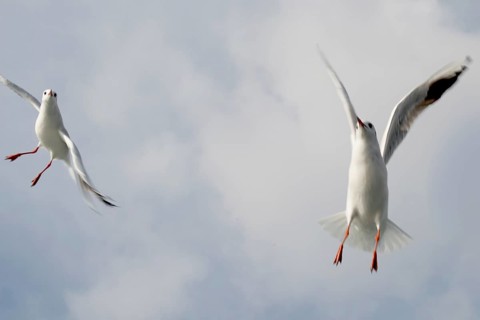 Pair of seagulls are flying in sky over the sea waters