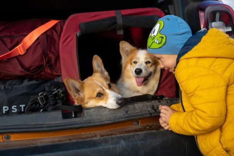 Tired dogs sit in the kennel in the trunk of the car. Polish mountains