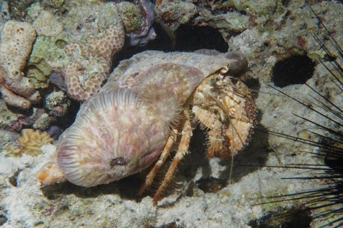 Anemone hermit crab