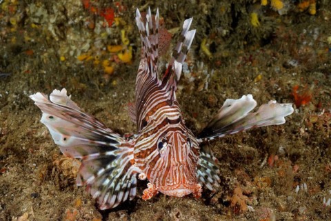 Common lionfish