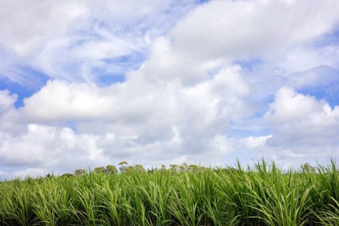 Plantation with young sugar cane