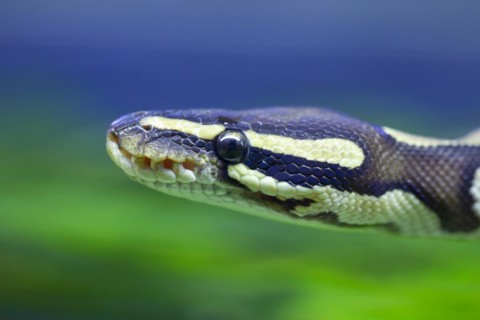 Royal python