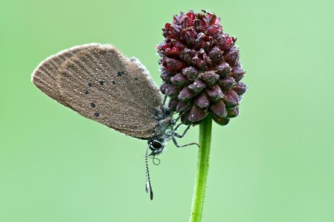 Dusky large blue
