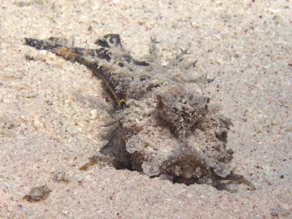Portrait of filament-finned stinger