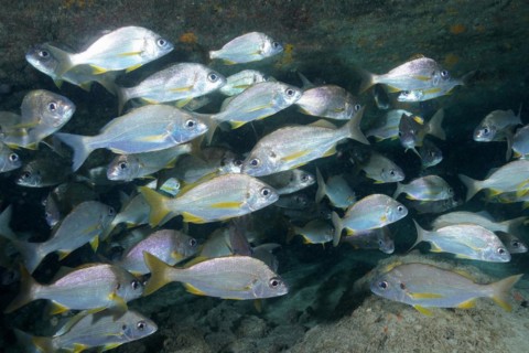 Shoal