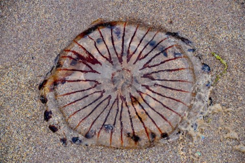 Stranded compass jellyfish