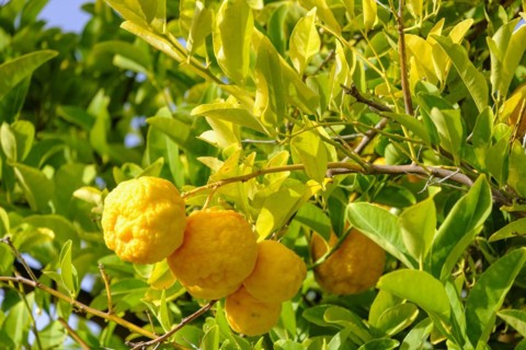 Citron
