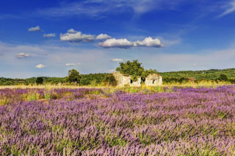 Lavender