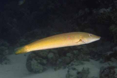 Cigar wrasse