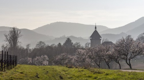 Almond blossom