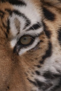 Bengal tiger