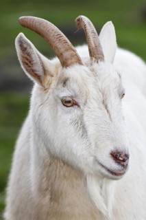 White domestic goat