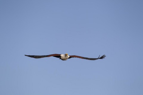 African fish eagle