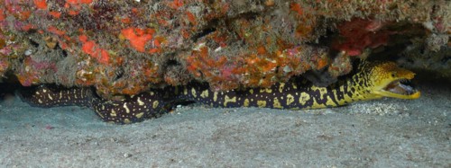 Full body image of fangtooth moray