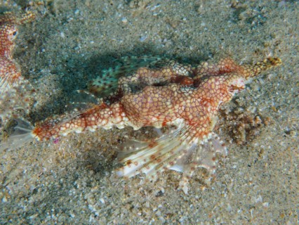 Little dragonfish