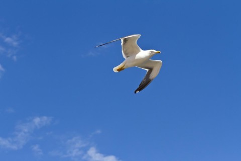 European herring gull