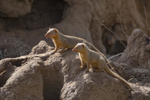 Mongoose