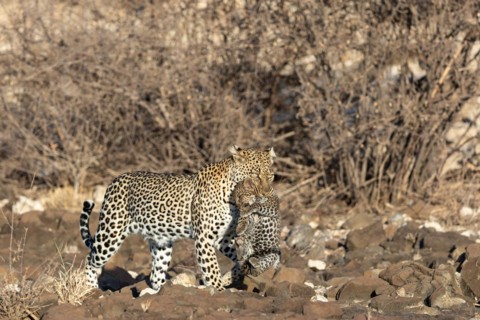 Leopard
