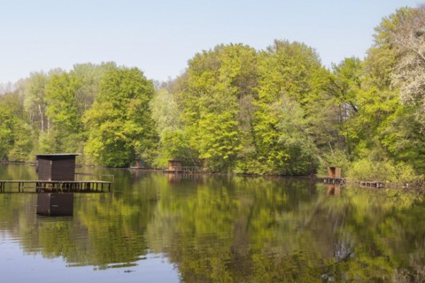 Old Rhine arm with fishing jetties near Jockgrim