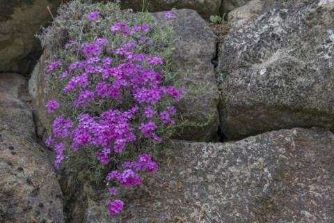 Creeping phlox