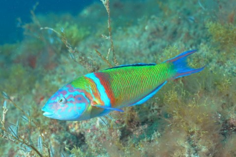 Ornate wrasse