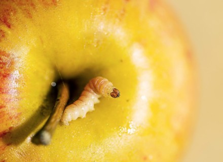 Apple with worm