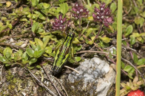 Southwest alps mountain cricket