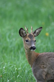 Roe deer