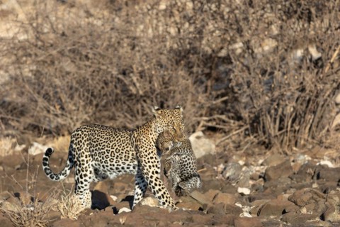 Leopard