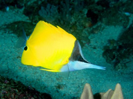 Yellow longnose butterflyfish