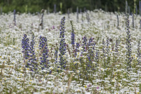 Flower meadow with mainly marguerites