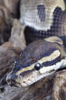 Royal python
