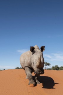 White rhinoceros
