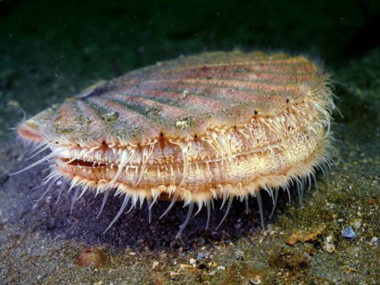 Scallop
