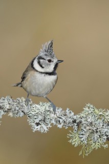 Crested tit