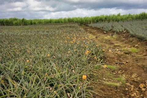 Pineapple plantation with ripe fruit
