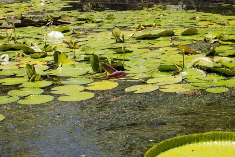 Pond with lotus