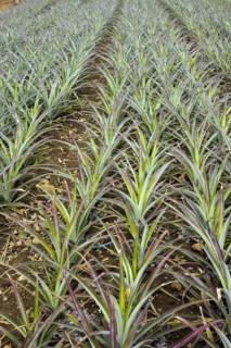 Pineapple plantation with young plants